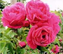 Olympe