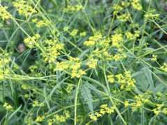 botanic.jp Ominae
