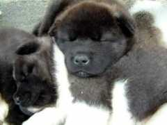 atopviews.com Ondort