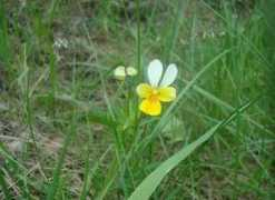 oboi.kards.qip.ru Oneli