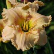 wilsondaylilies.com Onlyfor