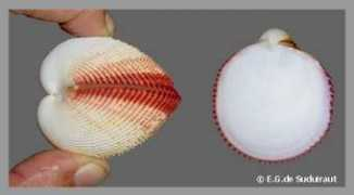 eurasiashells.net Onverwagt