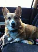 dogster.com Oonie