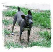 ahtdogs.com Ophina
