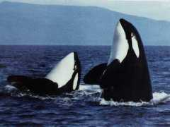 Orcas