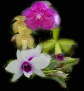 Orchid