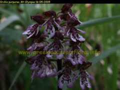 Orchis