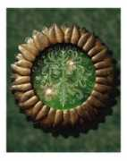 allposters.de Orecul