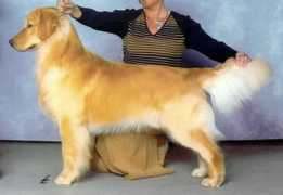 goldacregoldens.com Oreilly