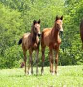 windyridgefarm.com Oreme
