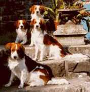 kooikerhondje.ch Orienne