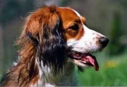 hund.ch Orienne