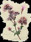 thais.it Origano