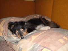 Orka