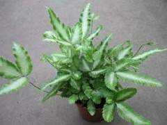 articulos.infojardin.com Orlado