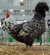 esp.agraria.org Orlado