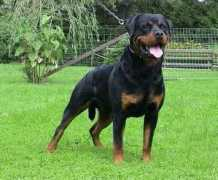 rottweilervonjuan.ch Orlando