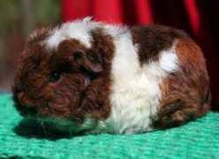 impalakennel.ro Orlon