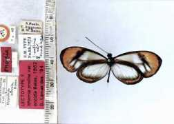 butterfliesofamerica.com Orolina