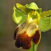 fotonatura.org Orquis