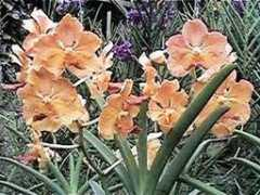 my.thanhsiang.org Orveo