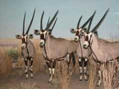 Oryx