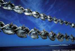 petersonphoto.photoshelter.com Orzola