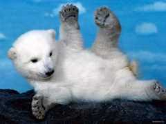 fondosypantallas.com Osesno