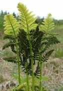 Osmunda