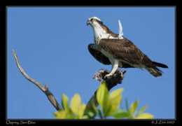 Osprey