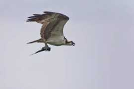 Ospreys