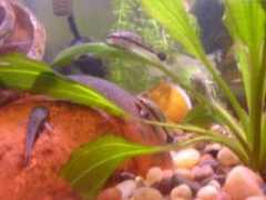 Otos