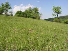 Oulehla