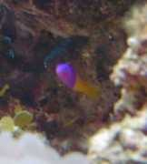 saltvannsakvariet.no Pacagnella