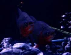 cichlids.com Pacus