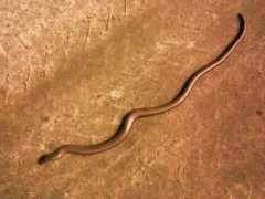 fotoforum.gazeta.pl Padalec