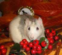 chsmouseville.cz Padraigin