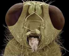 Paduche