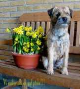 dueslagets.dk Paeske