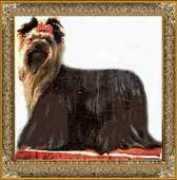 bonsaiyorkie.com Pagonidis