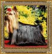 bonsaiyorkie.com Pagonidis