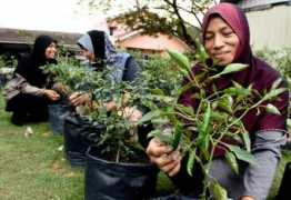 bharian.com.my Pahlawan