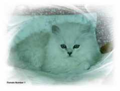 foursoftpaws.yuku.com Pahuljica