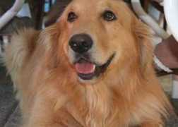 elparadiario14.cl Painemal