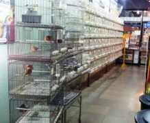 mapachepajareriayacuario.com Pajareria