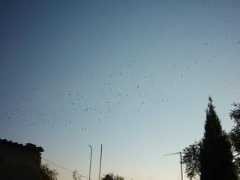 Pajaros