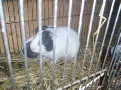 vystava-pupicku1.wbs.cz Pajika