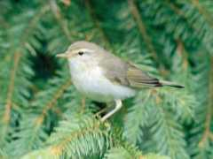 virtual-bird.com Pajul