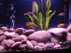 cichlids.com Palaziol