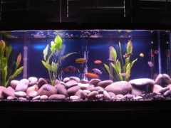 cichlids.com Palaziol